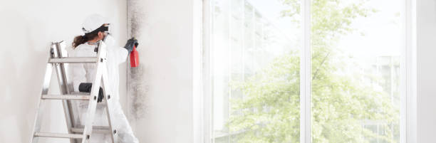  St Marys, PA Mold Removal Pros