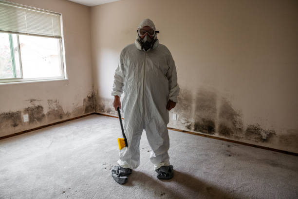 Professional Mold Removal in St Marys, PA